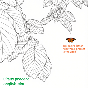 ulmus procera - english elm